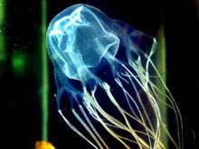 Австралийская школьница выжила после смертельного ожога глазастой медузы