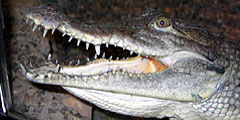 В Великобритании появится местное крокодилье мясо