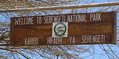 Часть парка Серенгети будет закрыта для туристов