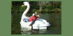Германия: влюбленный в катамаран лебедь привлекает туристов
