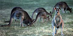 В Канберре пытаются разобраться с кенгуру
