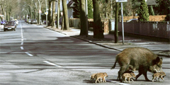 На улицах Берлина все чаще встречаются дикие кабаны