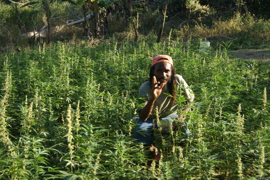 На Ямайке отдыхающих водят на экскурсии, на нелегальные конопляные плантации