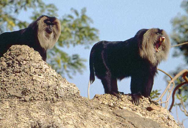 Турагентства предупредили о вероятных терактах в Мьянме 