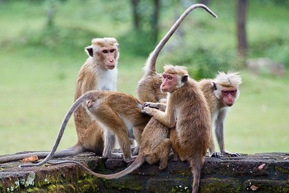 Опасный селфи: как обезьяны в Таиланде отправили блогершу в больницу