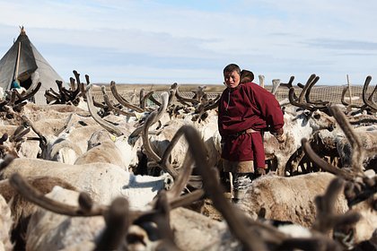 Один в тундре: как голландец открыл для себя настоящую свободу у оленеводов