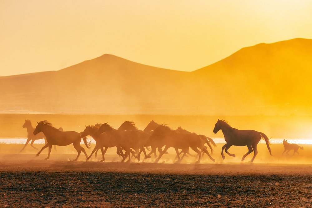Год Огненной Лошади: как знаки зодиака могут провести его в путешествиях