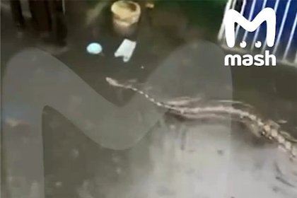 Бали тонет: улицы превратились в реки, а в потоках воды плывут питоны