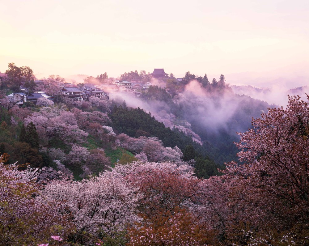 Розовое безумие: необычные маршруты для охоты за сакурой в 2026 году