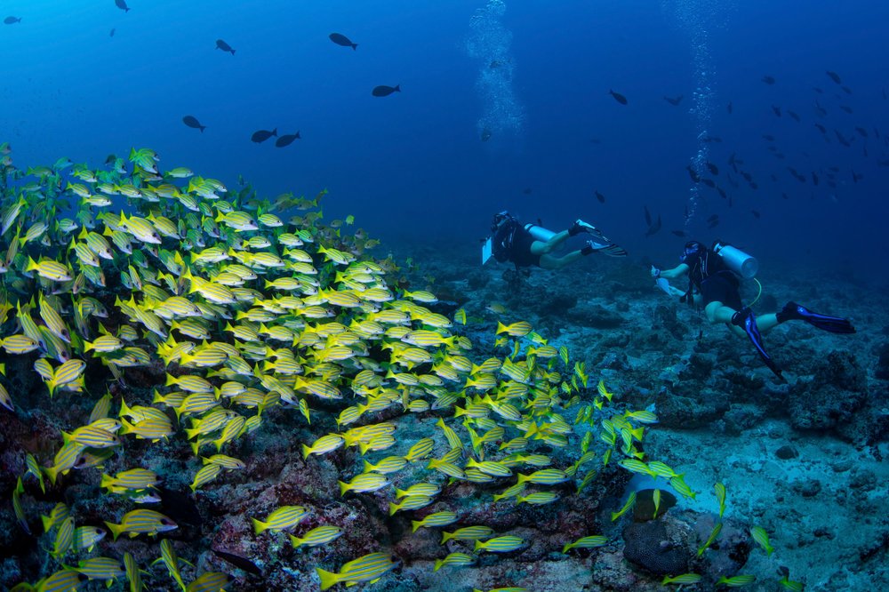 Океан зовёт: как женщины меняют мир дайвинга