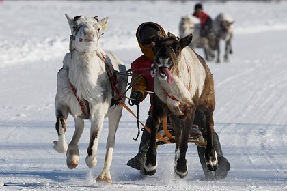 Голландец в России: День оленевода на Ямале — это как побывать на Олимпиаде среди тундры