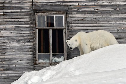 Сто человек, белые медведи и ни одной дороги: как живут в самом отдаленном селе Чукотки