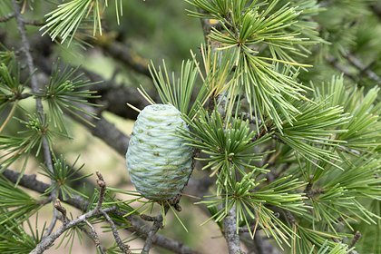 Космический кедр Гагарина: живая память высажена в аэропорту Сочи