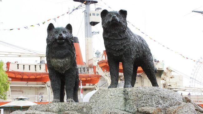 Таро и Дзиро: как две собаки пережили антарктическую зиму в одиночку