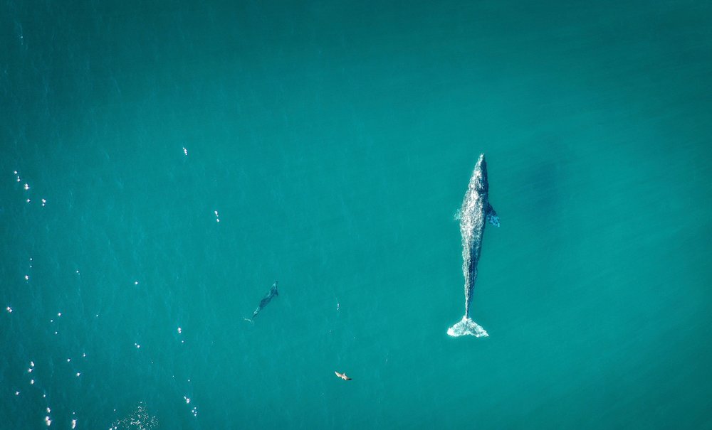 Гиганты у берегов: где и когда в Калифорнии можно застать китов