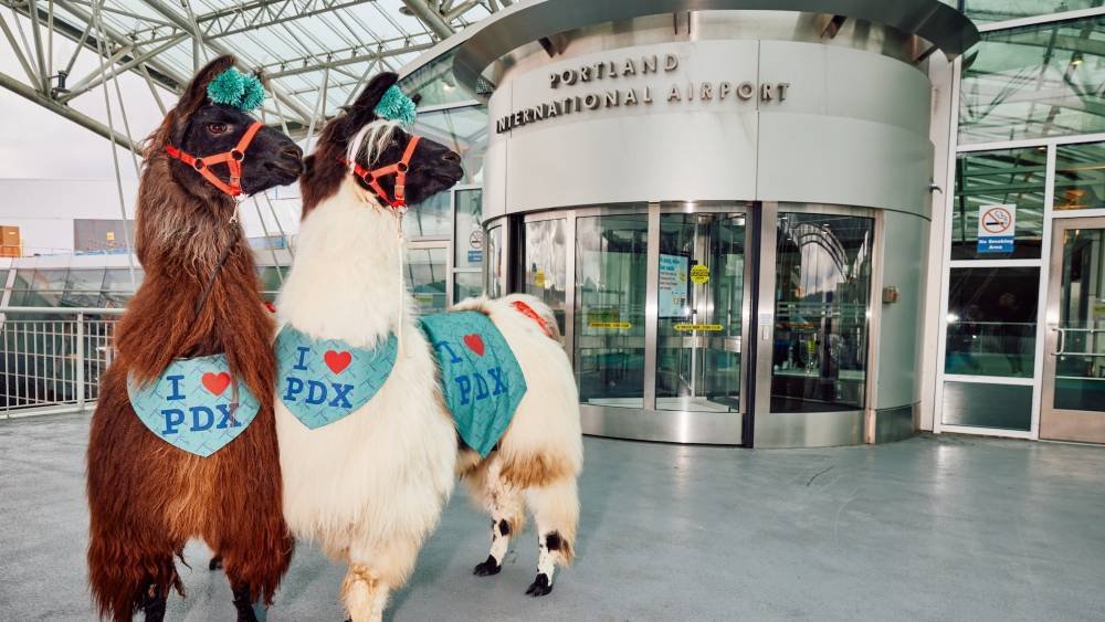В аэропорту Портленда стресс снимают ламы в костюмах пиратов