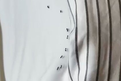 Туристы из России проснулись в объятиях муравьиной колонии в турецком отеле